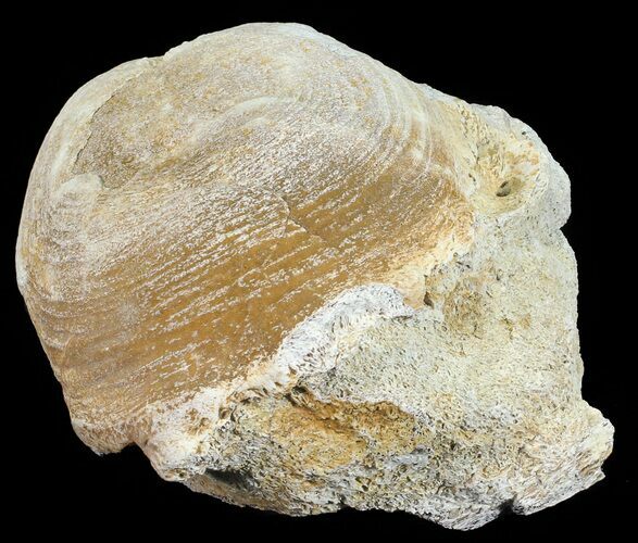 Fossil Brontotherium (Titanothere) Vertebrae - South Dakota #53682